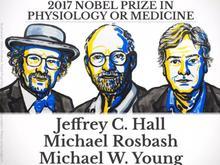 2017年诺贝尔生理学或医学奖公布，果蝇立功，饶毅2万多字解读生物钟机制